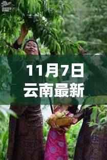 云南最新果树探索之旅,自然秘境中的宁静与笑声