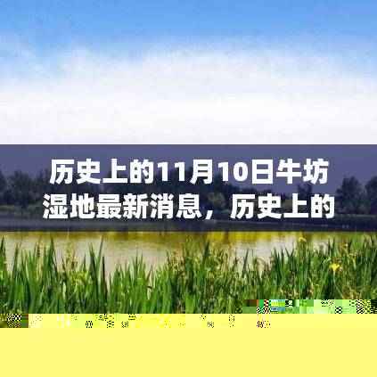 历史上的11月10日牛坊湿地最新动态,探索与生态保护之旅