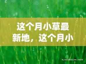 这个月小草的生长态势与社会影响深度探讨