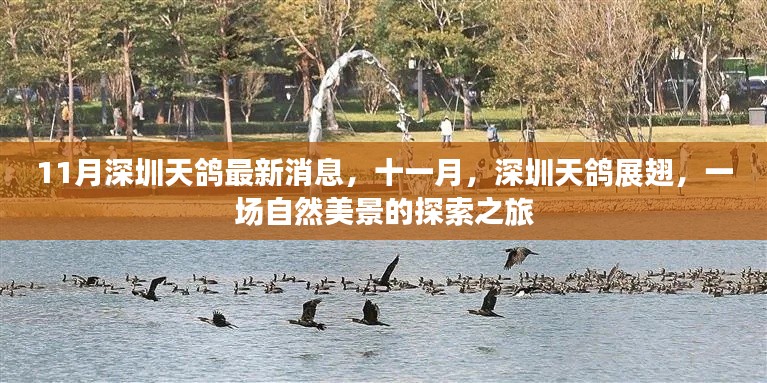 深圳天鸽11月展翅,自然美景探索之旅最新消息