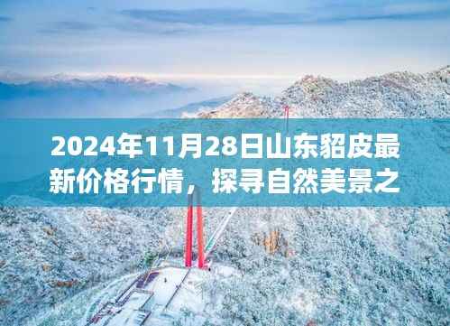 山东貂皮最新行情与探寻自然美景的心灵洗涤之旅——2024年山东貂皮价格行情报告