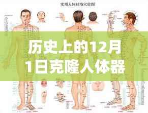 历史上的克隆人体器官进展,科技革新与潜能激发的12月1日里程碑