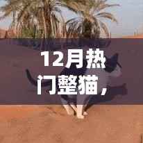 12月热门整猫产品深度评测与介绍,精选整猫用品一览