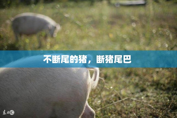 不断尾的猪，断猪尾巴 