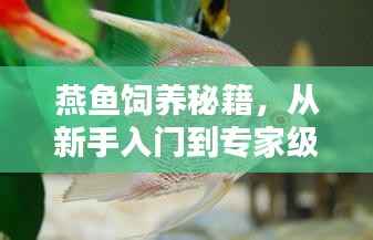 燕鱼饲养秘籍,从新手入门到专家级饲养,百度百科全攻略