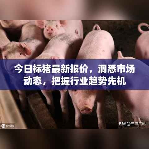 今日标猪最新报价,洞悉市场动态,把握行业趋势先机