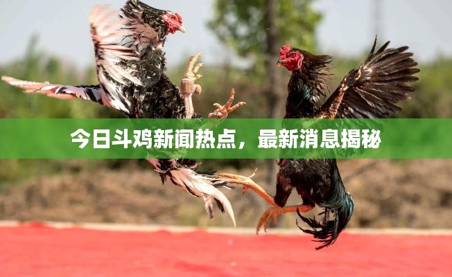 今日斗鸡新闻热点,最新消息揭秘
