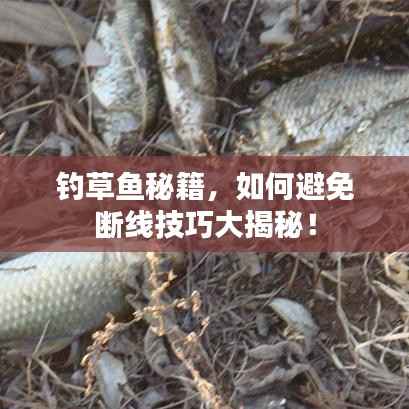 橘虞初梦 第5页